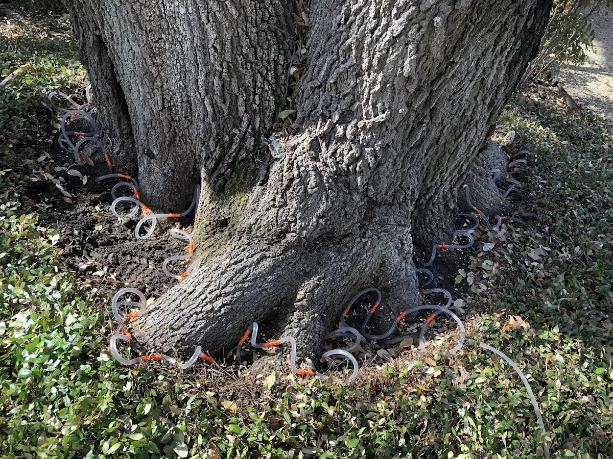 Detailed Tree Cabling and Bracing job site in Issue
